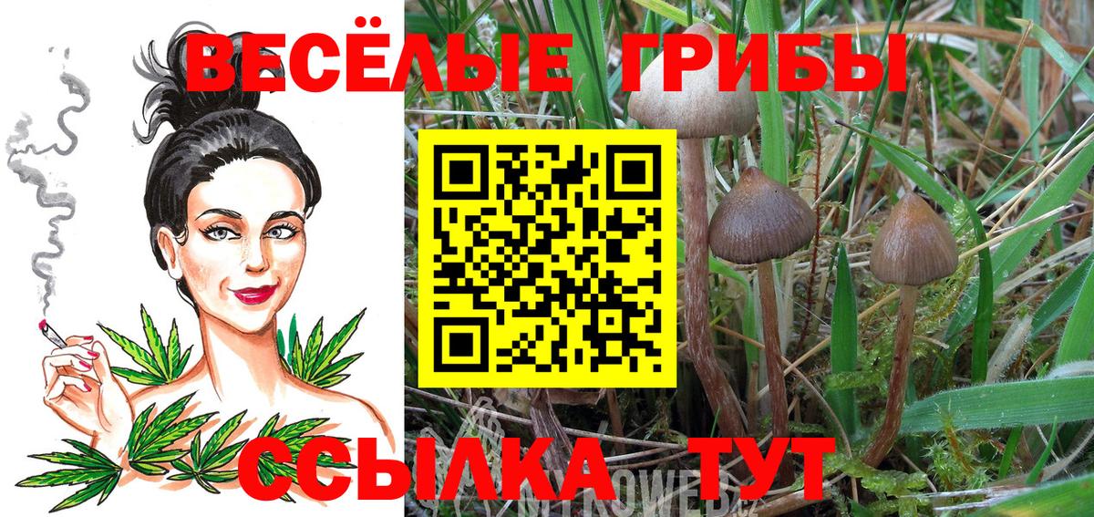 Галлюциногенные грибы Cubensis Ипатово