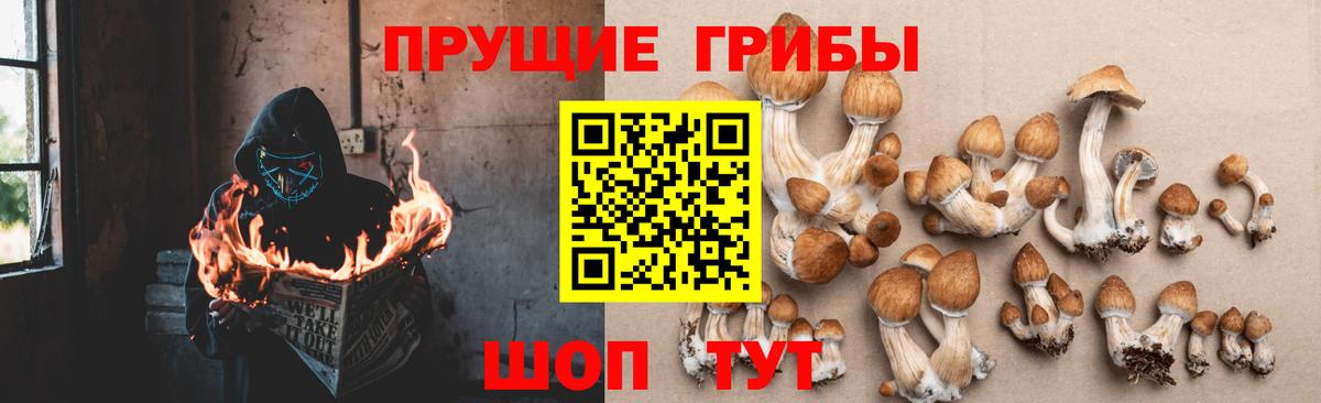 Галлюциногенные грибы GOLDEN TEACHER  Галлюциногенные грибы Psilocybine cubensis  Ипатово  Вход с VPN 